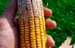 La siembra tardía, heladas en algunas zonas, y la menor cantidad de horas luz conspiran contra la calidad del maíz.