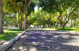 Pasto creciendo, árboles frondosos y  flores de jacarandá, completan el paisaje en la plaza Constitución, en Asunción.