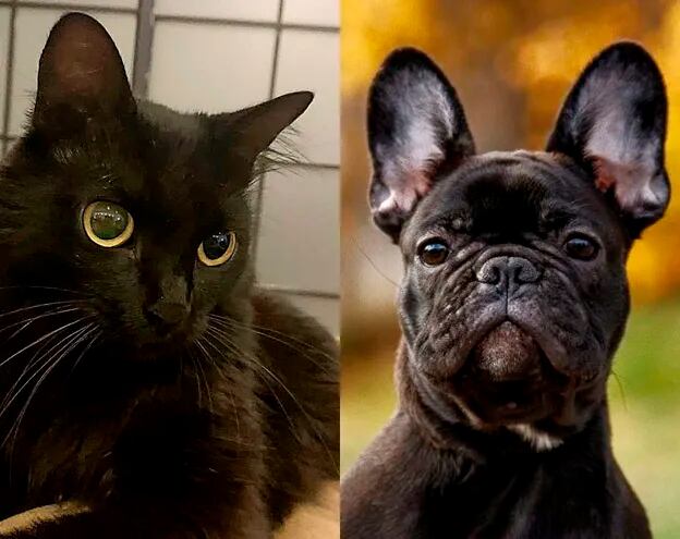 La gata Nini, mascota de Efraín Alegre (Lista 3) y el perro Nino, mascota de Santiago Peña (Lista 1); en las Elecciones Paraguay 2023 se dirimirá también cuál será la próxima mascota presidencial.