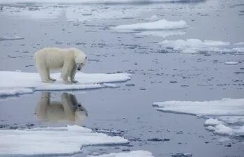 Un oso polar sobre una placa de hielo en derretimiento en Svalbard, Noruega, en julio de 2020.