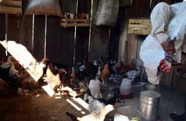 la-buena-alimentacion-limpieza-constante-del-gallinero-y-la-medicacion-favorecen-a-la-produccion-de-aves-caseras--201250000000-1371892.jpg