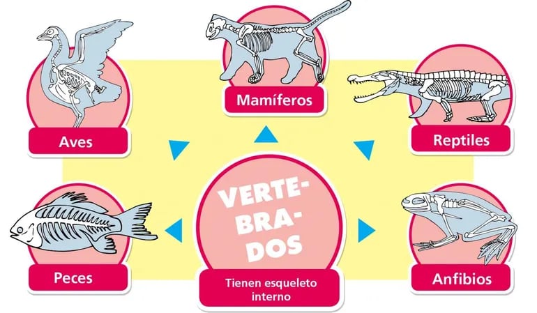 Los vertebrados (2) - Escolar - ABC Color