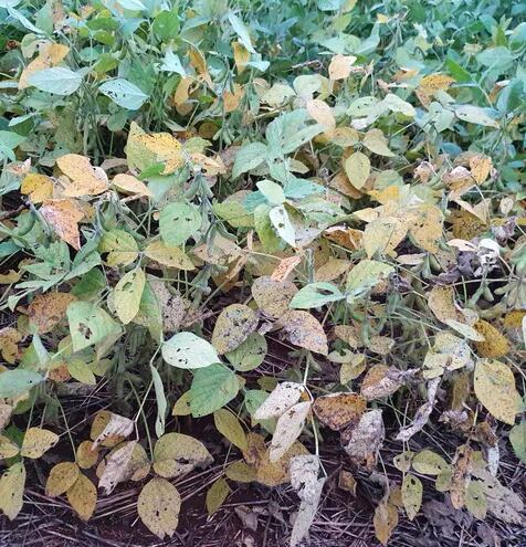 Esta es una foto de un cultivo de soja zafriña, cosechado en mayo de este año, con alta presencia de la enfermedad de roya.