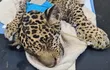 Cachorro de jaguareté rescatado en el Chaco.