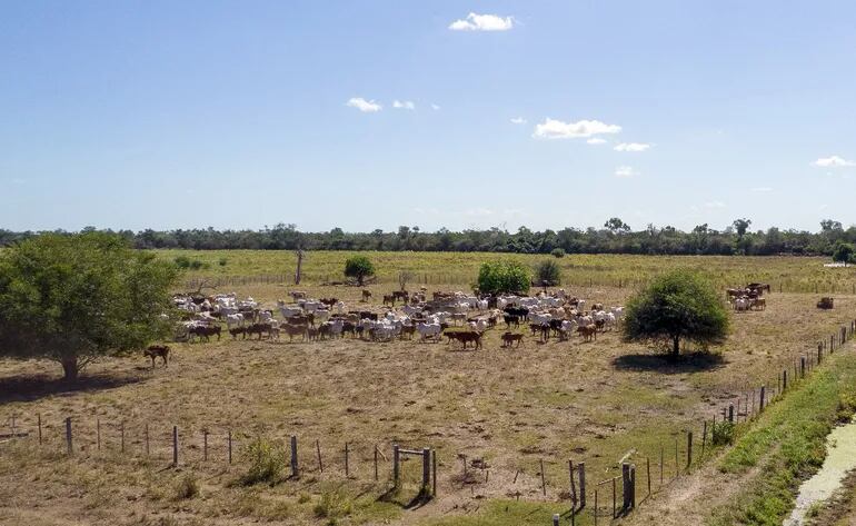 En el Chaco existen unos 13.952 ganaderos y se estima el 47,5% del hato nacional, según datos del Senacsa.