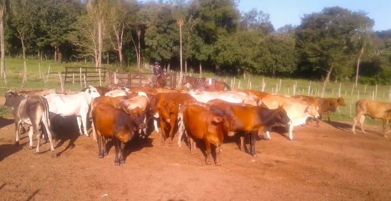 Preocupa a los ganaderos el flagelo del abigeato que aumenta cada día en el departamento de Paraguarí.