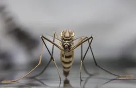 El mosquito Aedes aegypti es el responsable de transmitir arbovirosis como dengue, chikunguña, zika y fiebre amarilla.