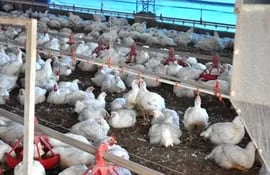 el-95-de-la-carne-aviar-que-se-produce-se-consume-aqui-81659000000-1605867.JPG