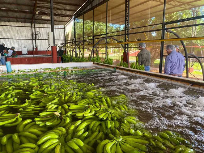 Primer envío de carga de banana para exportación al mercado de Chile.