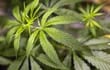 Alemania dio este viernes un giro en su política sobre drogas -tras años de discusiones- con la aprobación de la ley de legalización parcial del cannabis por parte del Bundesrat, la cámara baja donde están representados los Gobiernos de los 16 estados federados