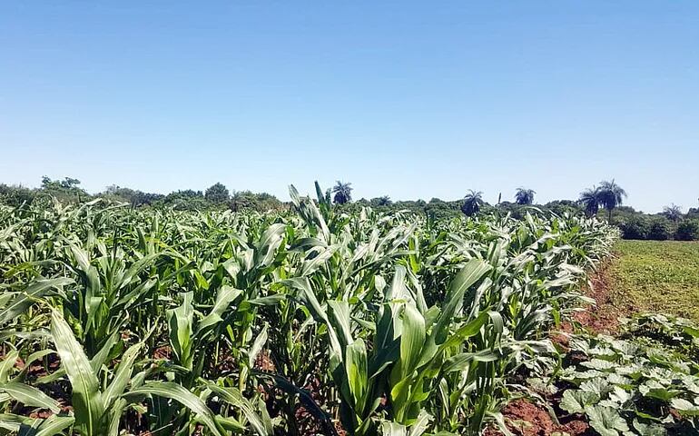 Los cultivos de maíz, rubro considerado de renta y también de consumo en la finca, fueron beneficiados por las lluvias.