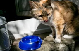 Observar la conducta del gato permitirá descubrir cuál es su forma preferida para beber agua.