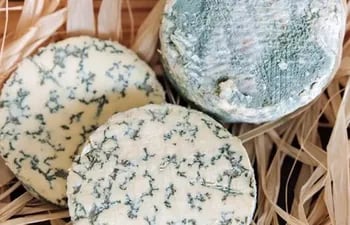 El queso azul si puede ser consumido. Penicillium Roqueforti, es el nombre del moho que trabaja en conjunción con cultivos lácticos para madurar el queso azul y transformar su sabor y apariencia. El consumo de estos hongos seleccionados para este producto no se consideran un riesgo para el consumidor.