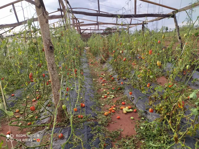 En algunos supermercados se está comercializando el tomate a hasta G. 17.000 por kilo.