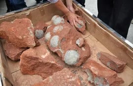 Un equipo de investigadores encontró en la provincia china de Jiangxi (centro) nidos fosilizados con huevos de dinosaurio que datan del periodo Cretácico tardío, hace 80 millones de años, informaron medios estatales. Foto: archivo.