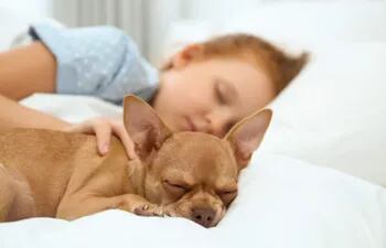 Que los niños duerman con sus mascotas no depende de la raza ni tamaño del animal, lo más importante es el temperamento y estabilidad emocional del peludito.