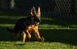 El perro pastor alemán Commander volvió a morder a un agente del servicio secreto de los Estados Unidos.