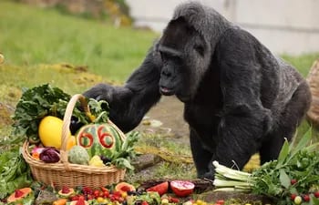La gorila Fatou disfruta de una canasta de frutas que se obsequiaron por su cumpleaños. Es la simio más longeva del mundo. (EFE)