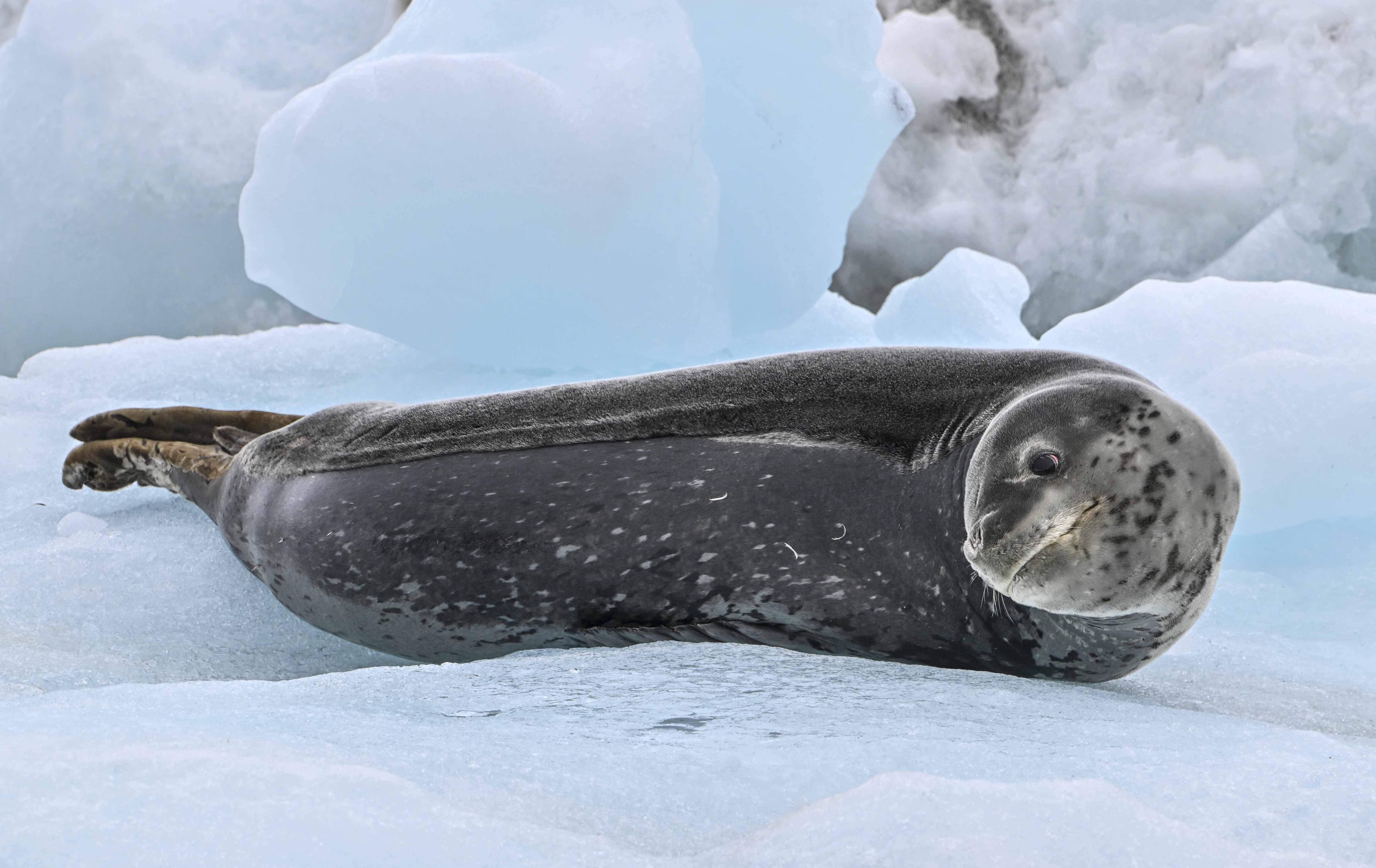 Una foca leopardo (Hydrurga leptonyx) aparece en la isla Livingston en las Islas Shetland del Sur, Antártida.