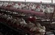 Se encienden las alarmas en Latinoamérica por avance de la gripe aviar.