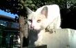 mascotas-gato-gatos-204708000000-486886.jpg