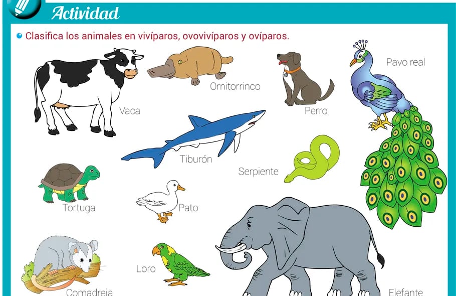  Animales ovíparos, vivíparos y ovovivíparos  qué y cuáles son, qué diferencias tienen con ejemplos