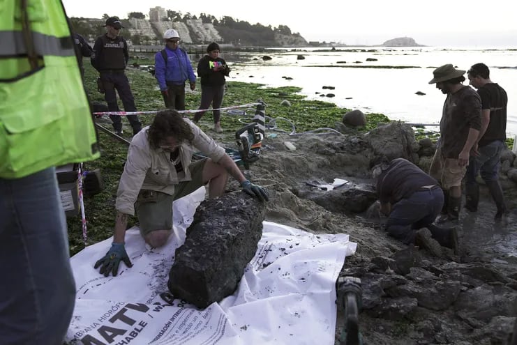 El paleontólogo Sergio Soto inspecciona los restos de lo que sería un fósil de reptil de unos 70 millones de años, en Chile.