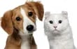 Las dietas vegetarianas en las mascotas tanto en perros cómo en gatos pueden favorecer la presencia de cálculos e infecciones, al cambiar el pH de la orina y alterar la flora bacteriana y muchos otros problemas.