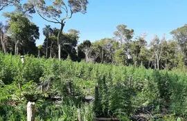 Destruyen cultivos de marihuana en la reserva natural Mbaracayú.