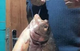 El pescador José Luis Duarte capturó un pacu de 12 kilos en aguas del río Paraná, un tamaño extraordinario para esta especie, que usualmente no pasa de entre tres y cuatro kilos los que se obtienen últimamente, refirió.