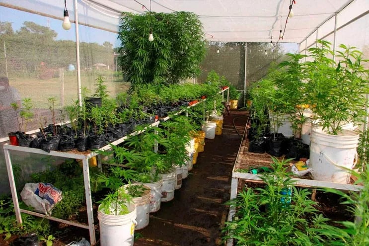 El decreto del Poder Ejecutivo busca incentivar la producción e industrialización del cannabis para su  uso medicinal. (EFE).