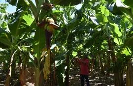 Esta parcela de plantación de banana se encuentra ubicada en la Calle 2º Linea Chachi de Guayaybi