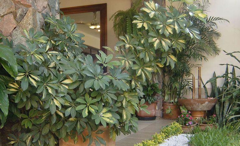 La schefflera abundante - Casa y Jardín - ABC Color