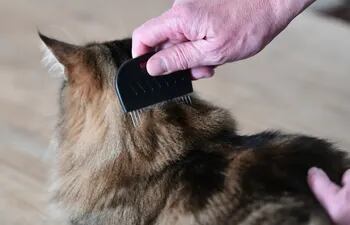 Pasar el peine antipulgas por el pelaje de la mascota permite descubrir la presencia de los molestos parásitos.