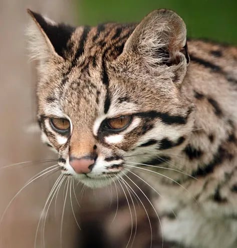 El gato tirica es una de las especies que compone el Parque Médanos del Chaco, su hábitat sería seriamente amenazado por la posible explotación de hidrocarburos en la zona.