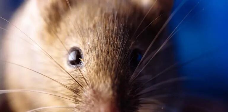 Los roedores, principalmente ratas, son transmisores del hantavirus, advierte el Ministerio de Salud Pública.