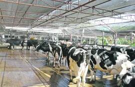 La produccion de leche en el Paraguay está teniendo un sostenido crecimento en las últimas décadas, llegando actualmente a la exportación.