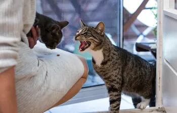 A la hora de socializar a los gatos, los dueños no deben dejarse intimidar inmediatamente por maullidos irritados. Esta es una reacción defensiva normal para un gato.