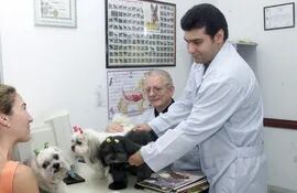 El trabajo del veterinario sea en pequeños o grandes animales es fundamental.