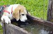 Las mascotas, en especial los perros, son de beber mucha agua al día; sin la dosis suficiente, el perro se puede deshidratar, sobre todo en los días de calor.