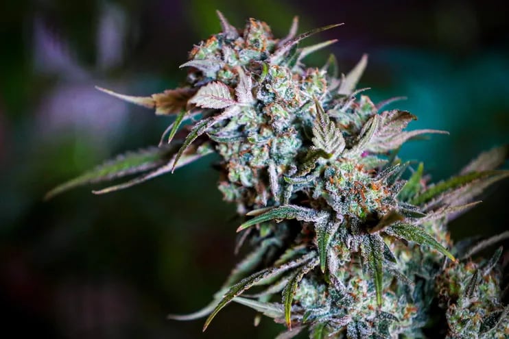 Una flor de Cannabis.