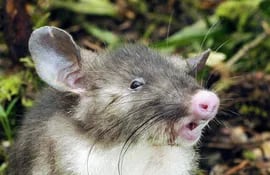 descubren-una-nueva-especie-de-mamifero-un-raton-musarana-82731000000-1384792.jpg