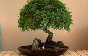 bonsai-de-bosques-del-oriente-122602000000-1806250.jpeg