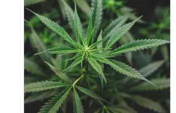Tweet del Senador Liberal, Fernando Silva Facetti sobre propuesta de liberar la planta de cannabis