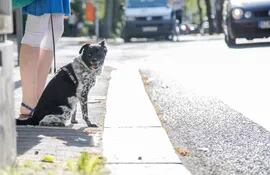 Las distracciones y las correas demasiado largas pueden convertirse en una combinación peligrosa a la hora de pasear al perro, especialmente en lugares concurridos.