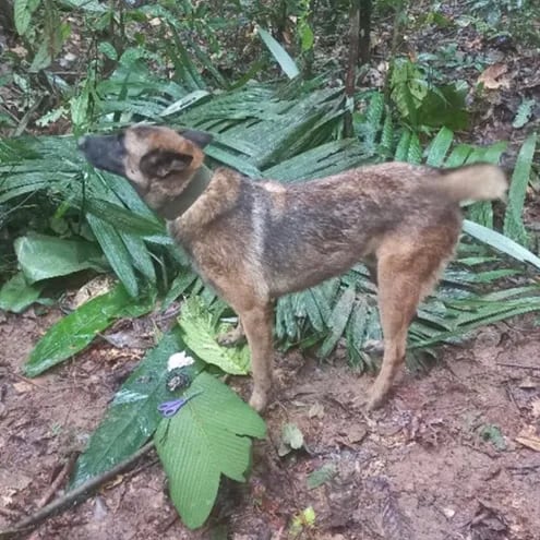Sigue perdido Wilson, el perro rescatista que ayudó en la búsqueda de los niños sobrevivientes de un accidente aéreo en la selva colombiana.
