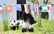 mundial-paralelo-de-pandas-201221000000-1724763.jpg