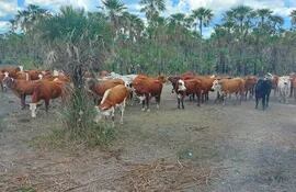 Desde Senacsa, explican que una de cada 10 vacas en Paraguay puede tener brucelosis.