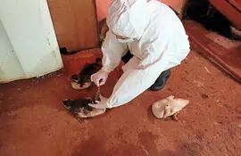 En marco de las acciones preventivas ante la aparición de brotes de Influenza Aviar en Bolivia, Argentina y Uruguay, el  SENACSA ha reforzado los controles sanitarios y brindando recomendaciones respecto a bioseguridad en establecimientos avícolas  industriales, así como en producciones de traspatio.