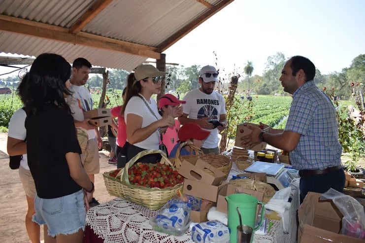 Productores aseguran que desde la próxima semana aumentará la cantidad de frutilla en Areguá.